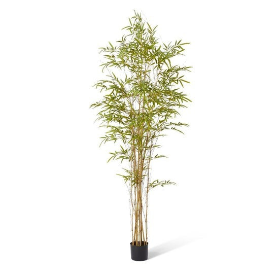 Bamboo Guadua Tree