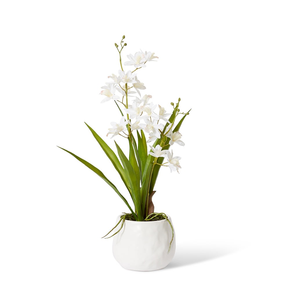 Cymbidium Orchid Pot