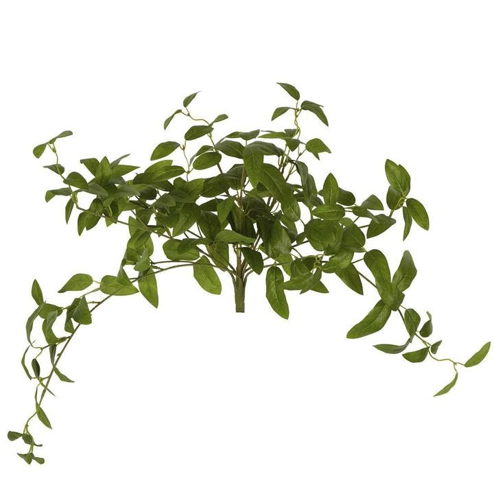 Olive Leaf