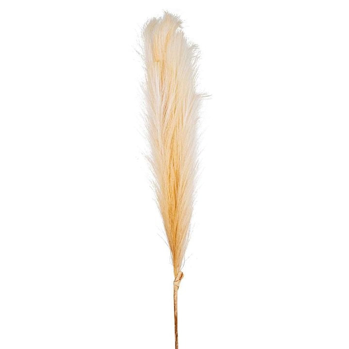 Pampas Spray