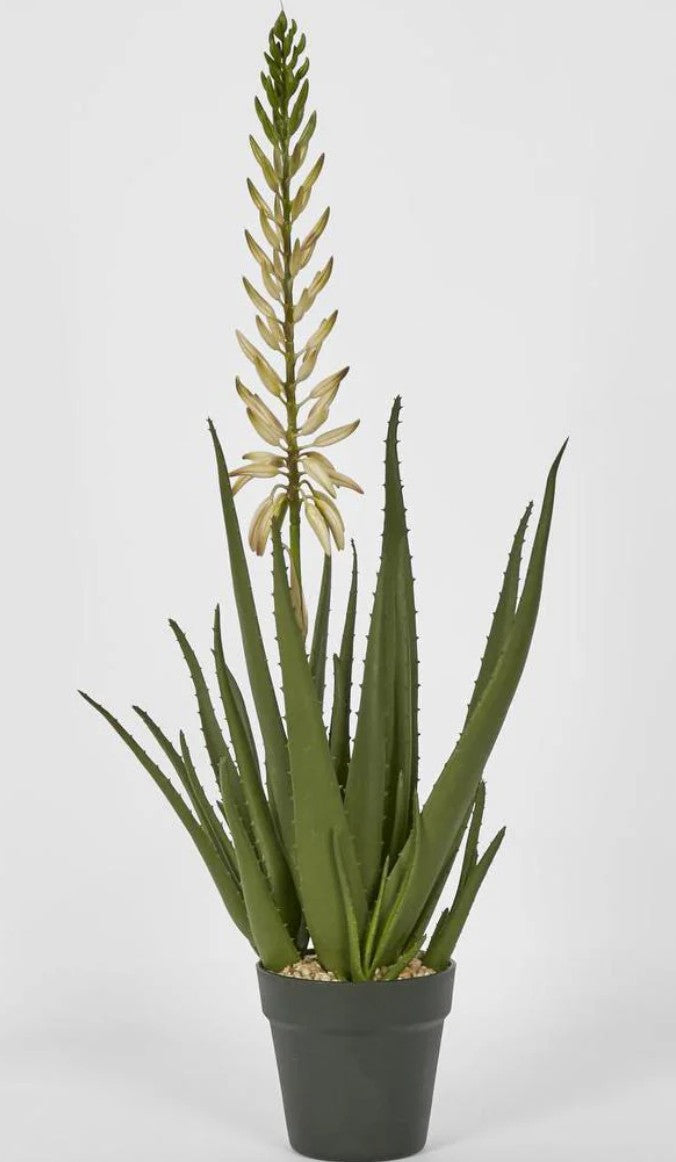 Aloe Flower Plant