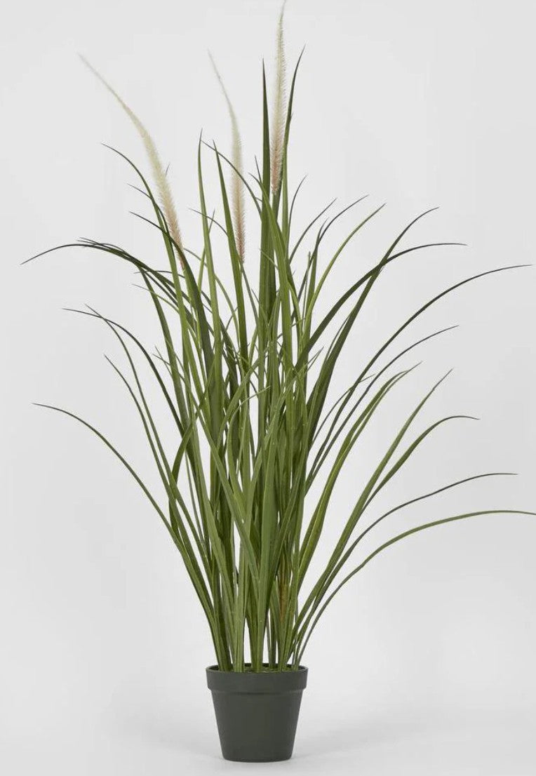 Grass Bush Plant
