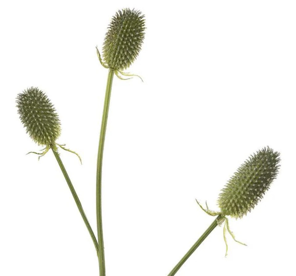 Thistle Spray