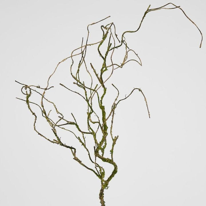 Twig Vine