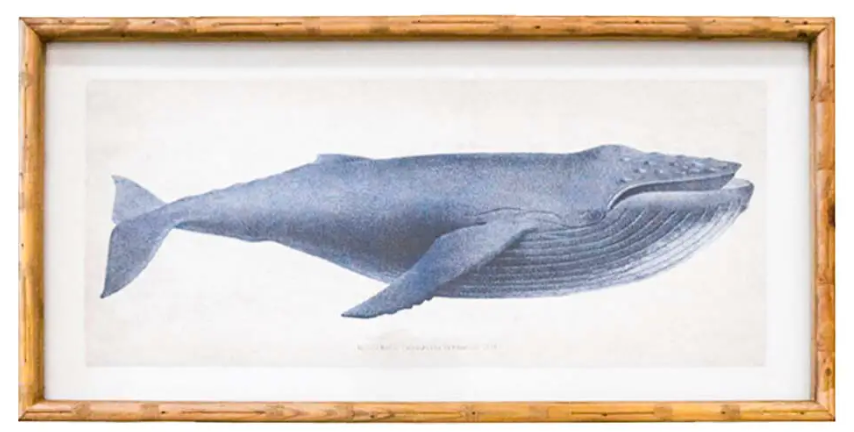 Whale Print A
