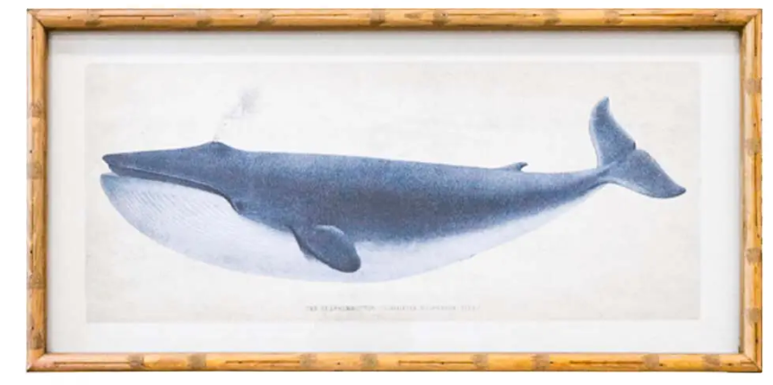 Whale Print B