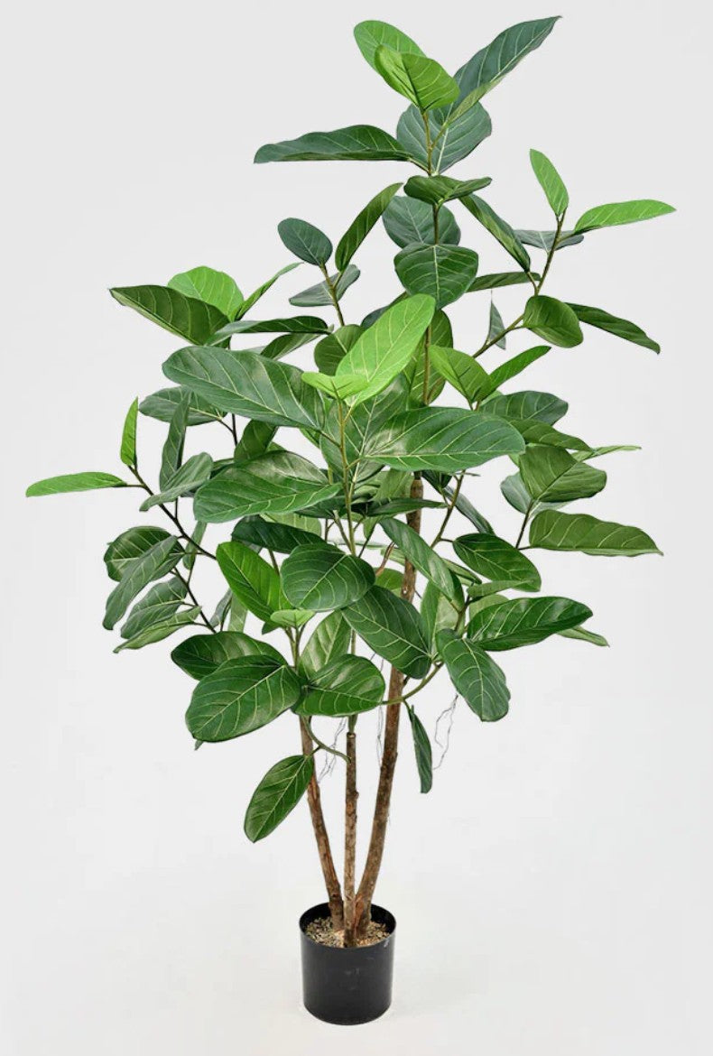 Audrey Ficus Tree