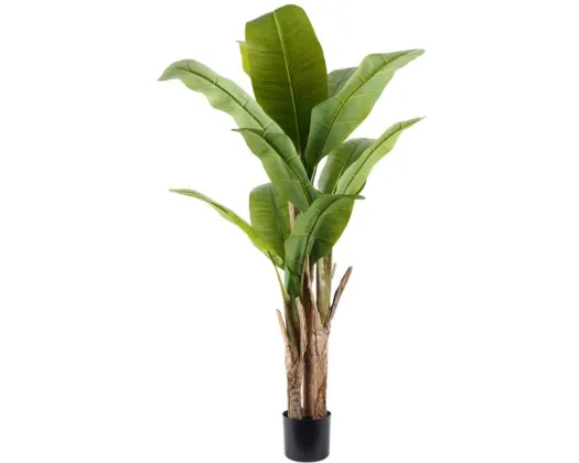 Banana Tree 150cm