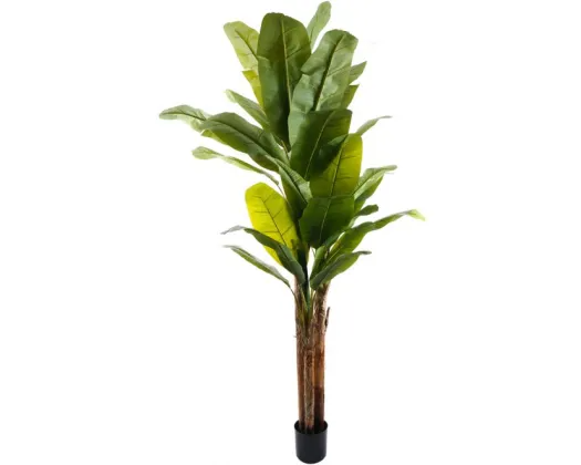 Banana Tree 240cm