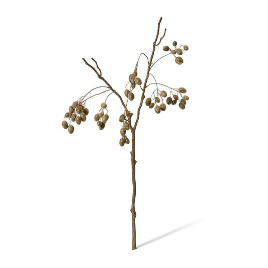 Barberry Branch