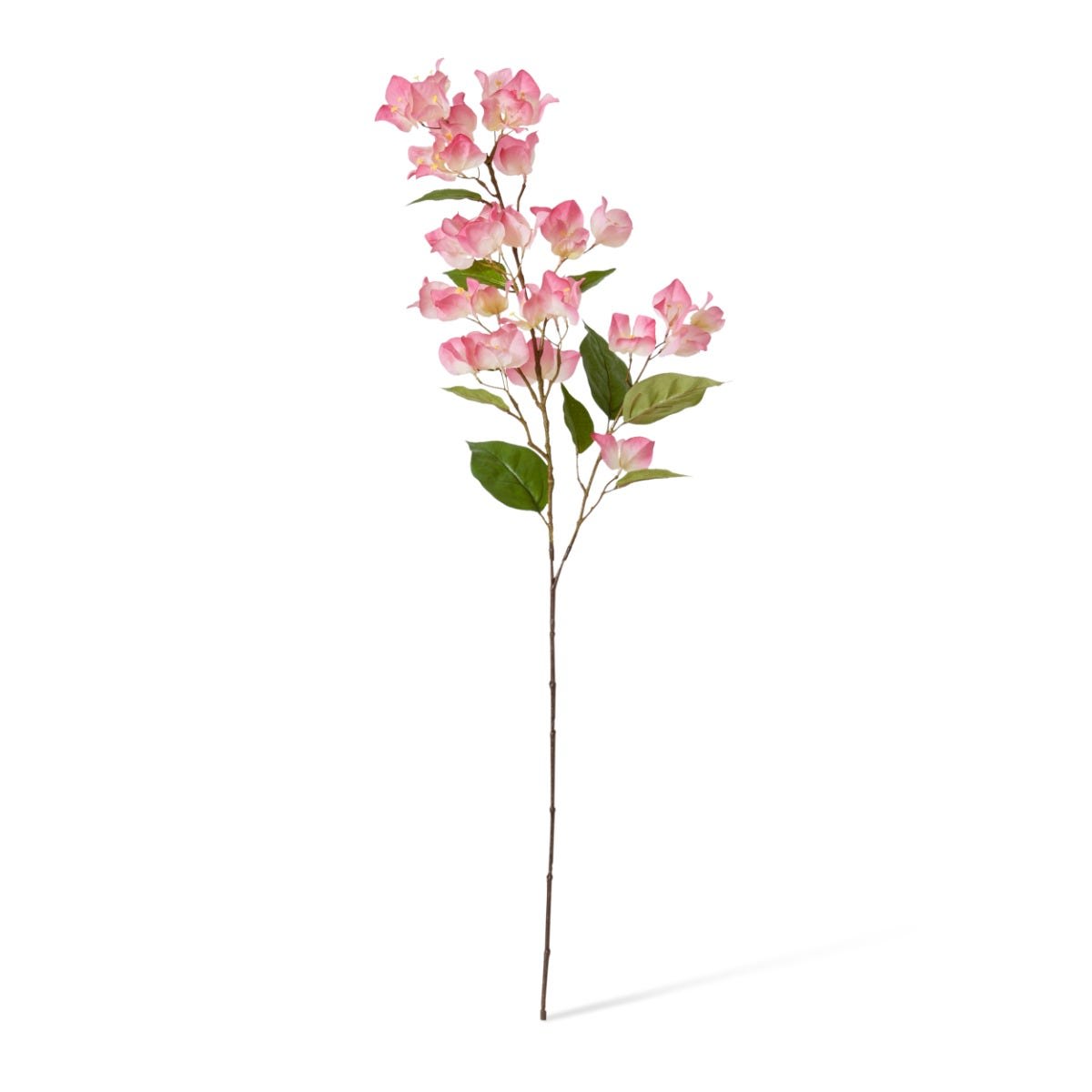 Bouganvillia Spray