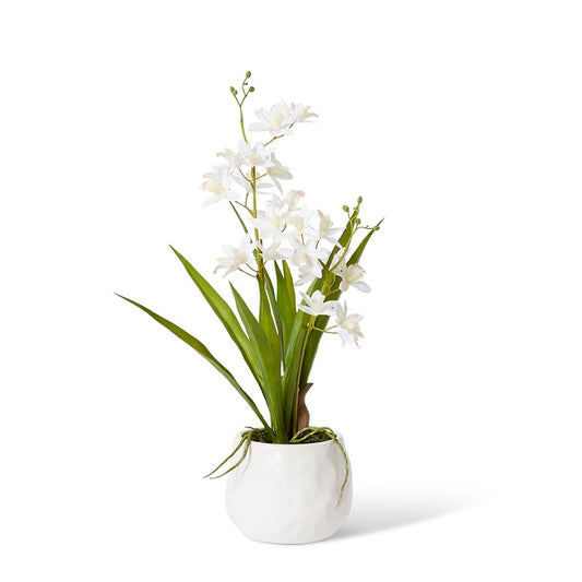 Cymbidium Orchid Pot