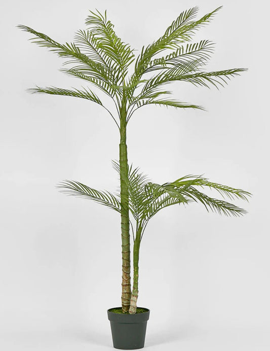 Double Stem Palm