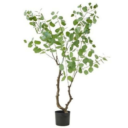 Eucalyptus Tree Potted