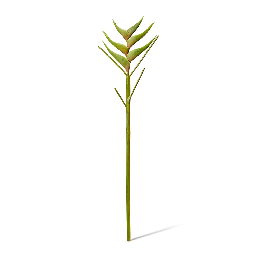 Heliconia Stem