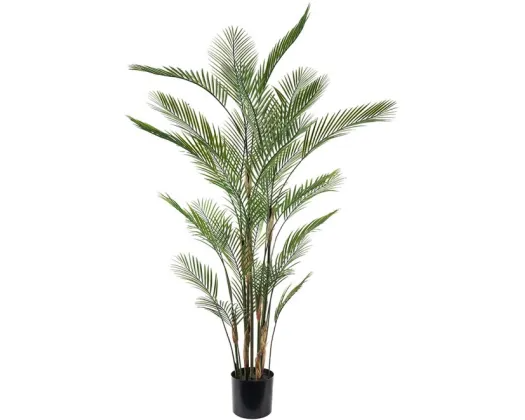 Kkwai Palm