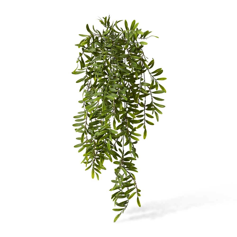 Locust Hanging Bush