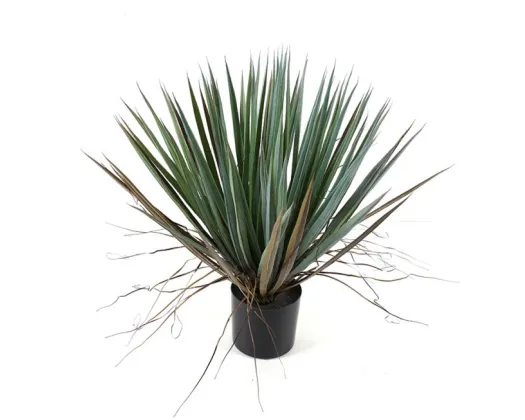 Maguey Potted Plant