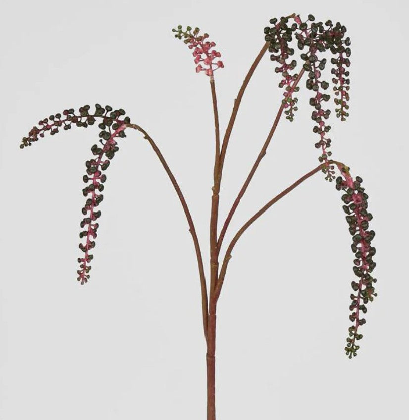 Phytolacca American Spray