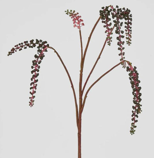 Phytolacca American Spray