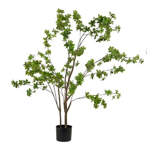 Schefflera Tree Potted