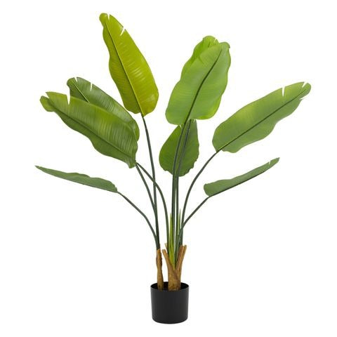 Strelitzia Potted Plant 110cm