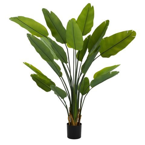 Strelizia Potted 180cm