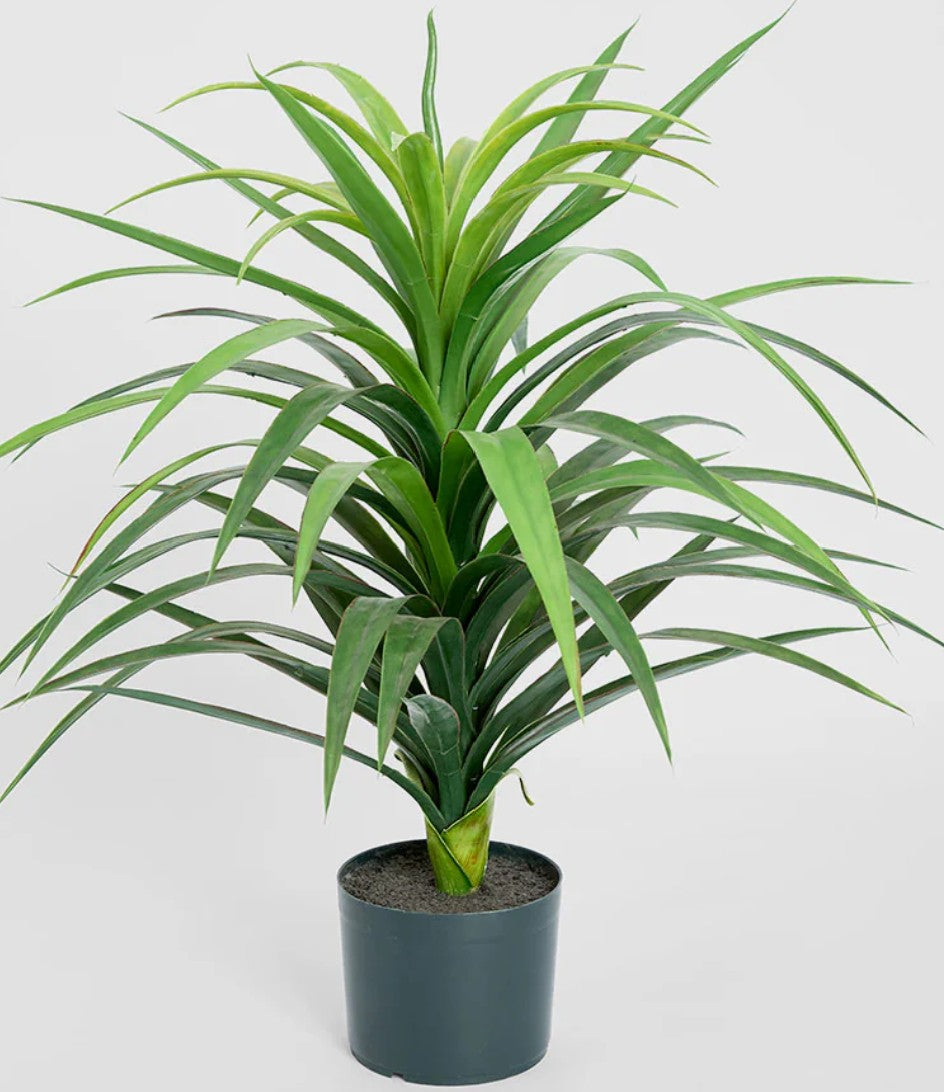 Yucca Small