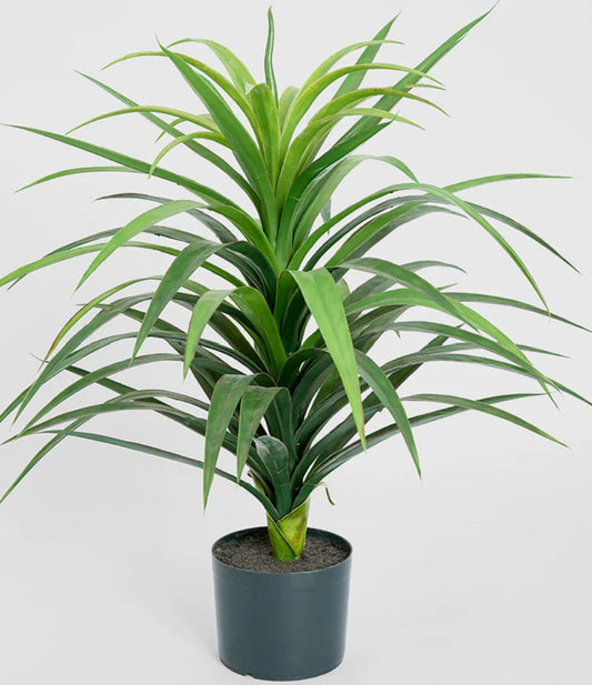 Yucca Small