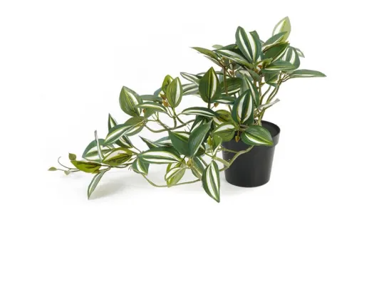 Zebrina Potted